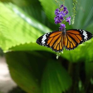 Banteay Srey Butterfly Centre