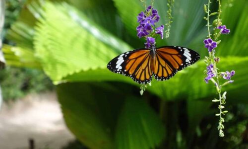 Banteay Srey Butterfly Centre 3 Banteay Srey Butterfly Centre