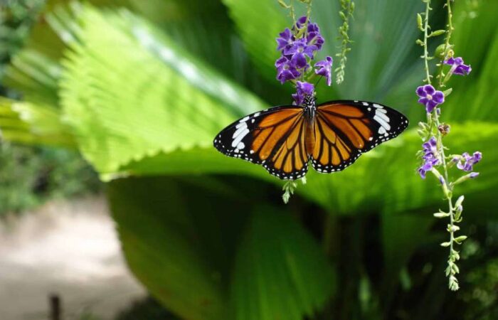 Banteay Srey Butterfly Centre 1 Banteay Srey Butterfly Centre