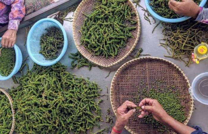 Kampot Pepper & Pepper Plantations