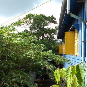 Paddy’s Bamboo Pub & Guesthouse