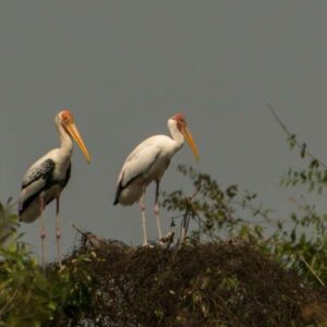 Prek Toal Bird Watch