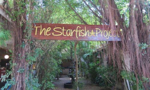 Starfish Shop